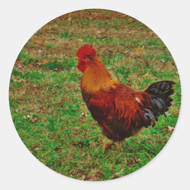 Rooster in the Yard Classic Round Sticker (Front)