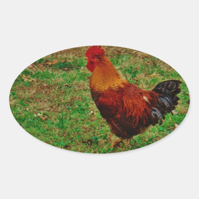 Rooster in the Yard Oval Sticker (Front)