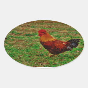 Rooster in the Yard Oval Sticker