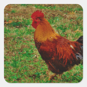 Rooster in the Yard Square Sticker