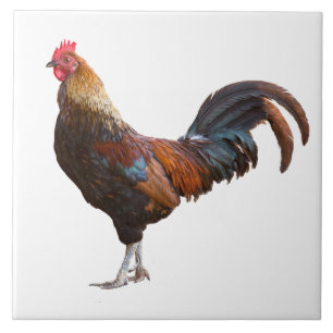 Rooster Kitchen Decor add color text Background Ceramic Tile