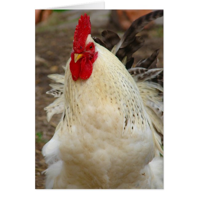 Rooster on a Windy Day Cards (Front)