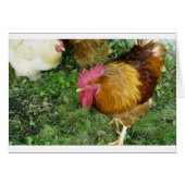 Rooster on the Prowl (Front Horizontal)