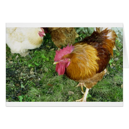 Rooster on the Prowl Cards (Front Horizontal)