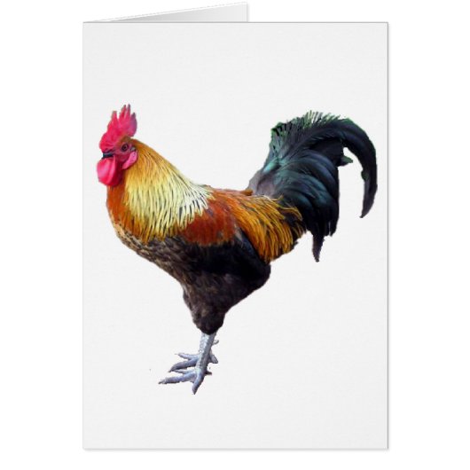 Rooster Plain Cards (Front)