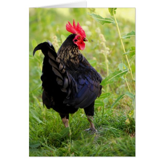 Rooster Portrait Cards (Front)
