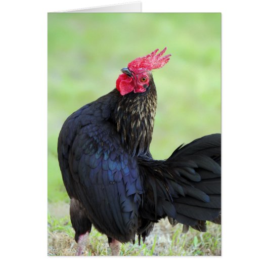 Rooster Portrait Cards (Front)