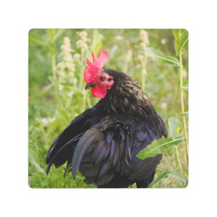 Rooster Portrait Metal Print