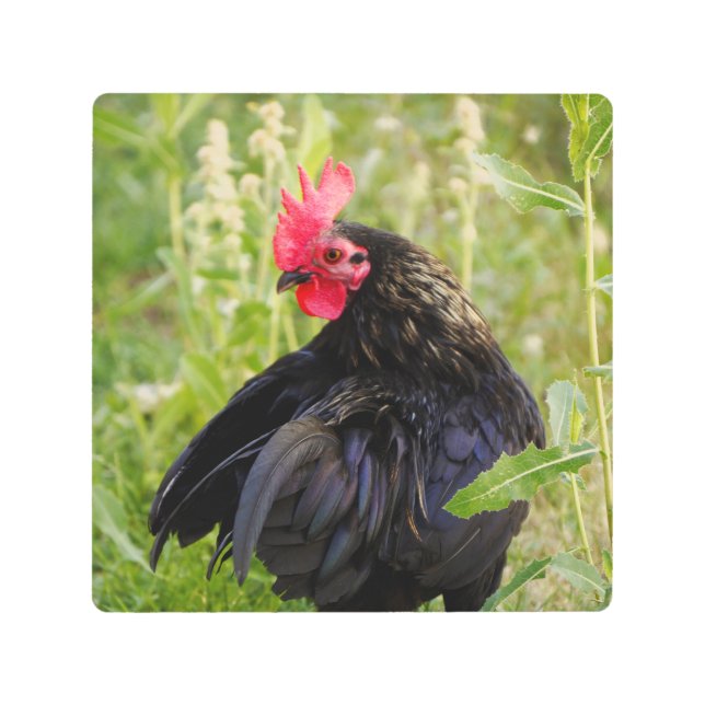 Rooster Portrait Metal Print (Front)