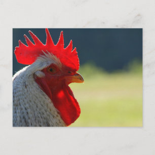 Rooster Postcard