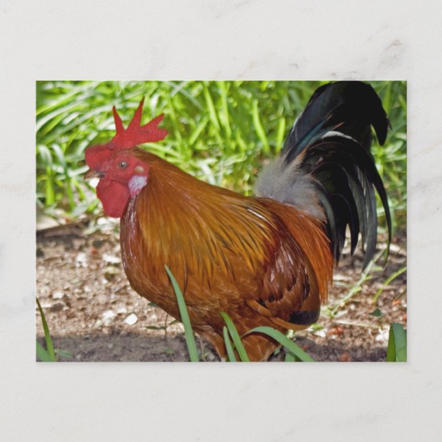 Rooster Postcard (Front)