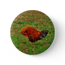 Rooster Preening Button