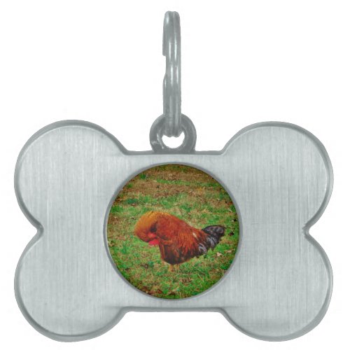 Rooster Preening Pet Tag