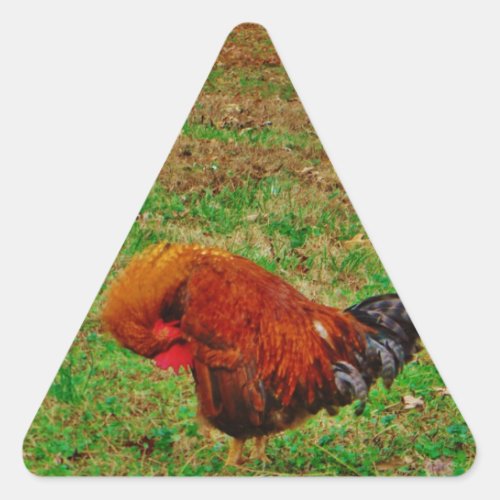 Rooster Preening Triangle Sticker