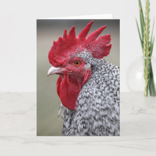 Rooster Says Hi Card