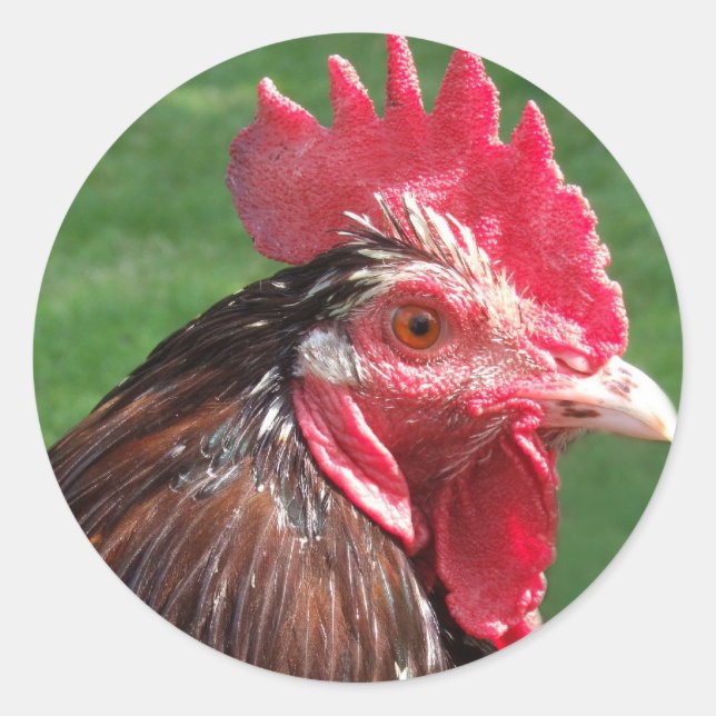 Rooster Stickers (Front)