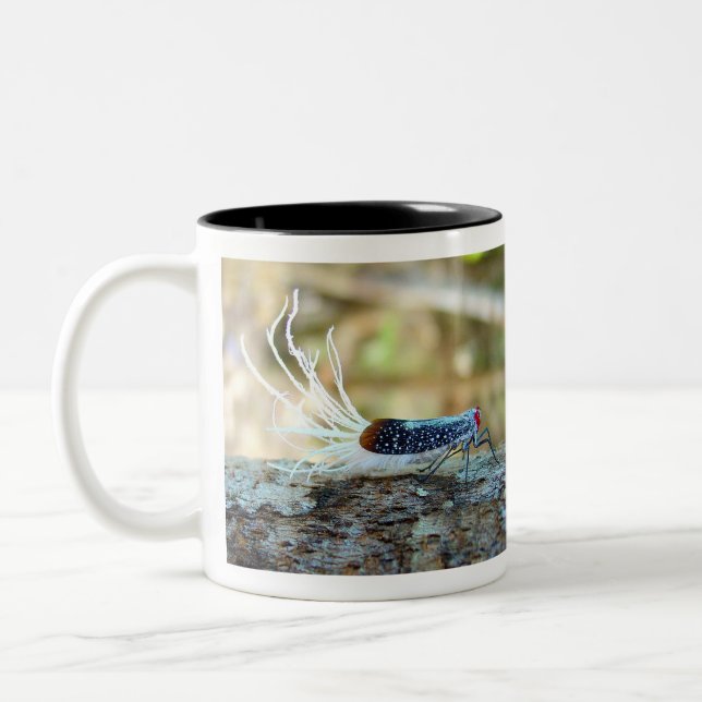 Rooster-tail Cicada (fulgorid planthopper) Two-Tone Coffee Mug (Left)