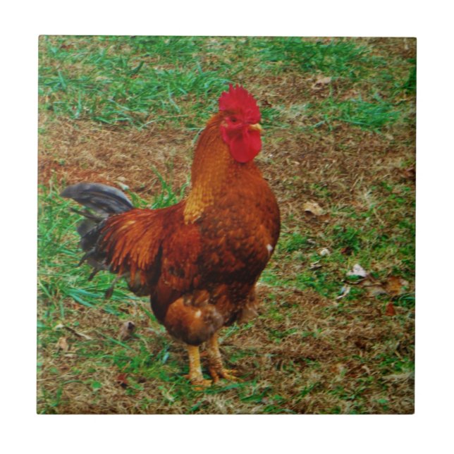 Rooster Tile (Front)
