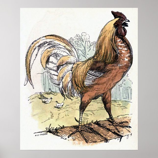 "Rooster" Vintage Illustration Poster (Front)