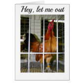 ROOSTER WANT TO SAY HIS BIRTHDAY WISHES TO YOU! (Front)