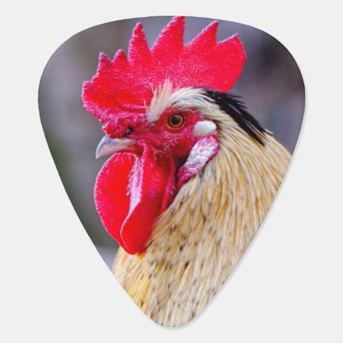 Rooster with Cockscomb Guitar Pick