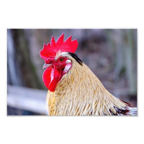 Rooster with Cockscomb Photo Print