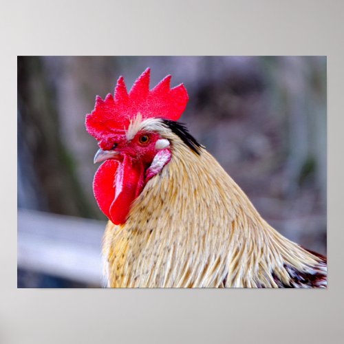 Rooster with Cockscomb Poster