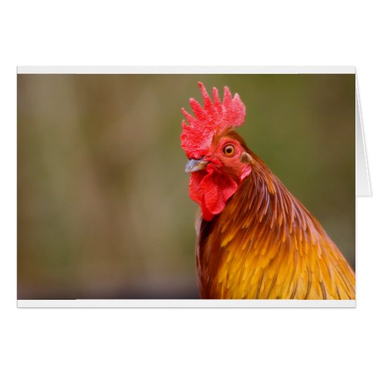 Rooster with Red Comb Head Cards (Front Horizontal)