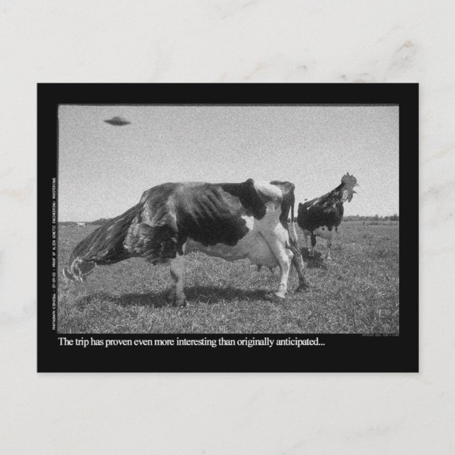 Roostercows Postcard (Front)