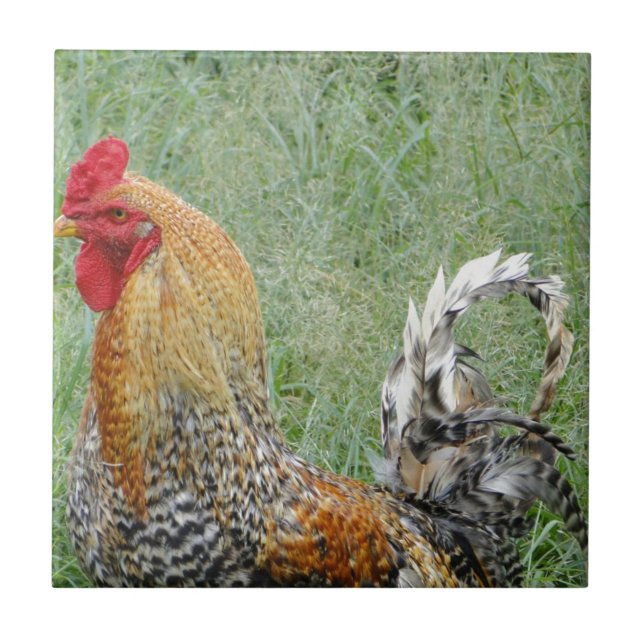 Roosters Ceramic Tile (Front)