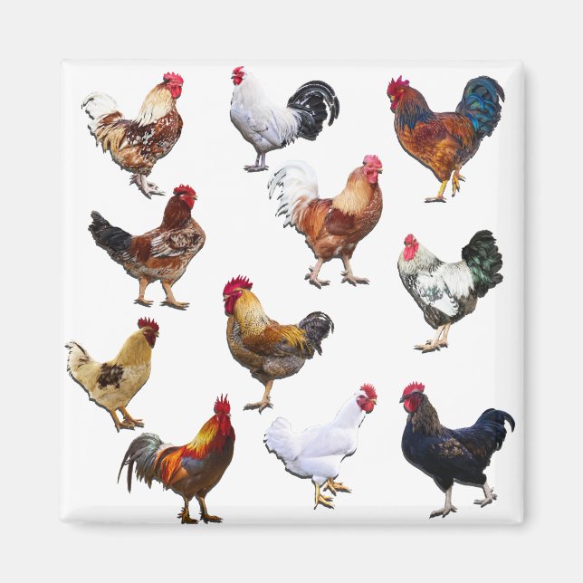 Roosters collage color chicken magnet (Front)