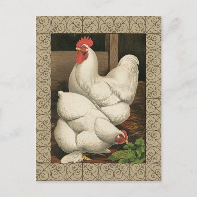 Roosters & Hen outside Hen House with White Border Postcard (Front)