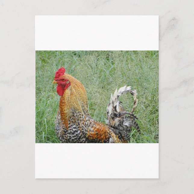 Roosters Postcard (Front)