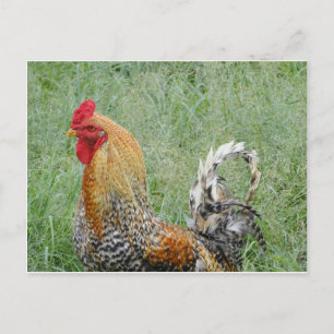 Roosters Postcard
