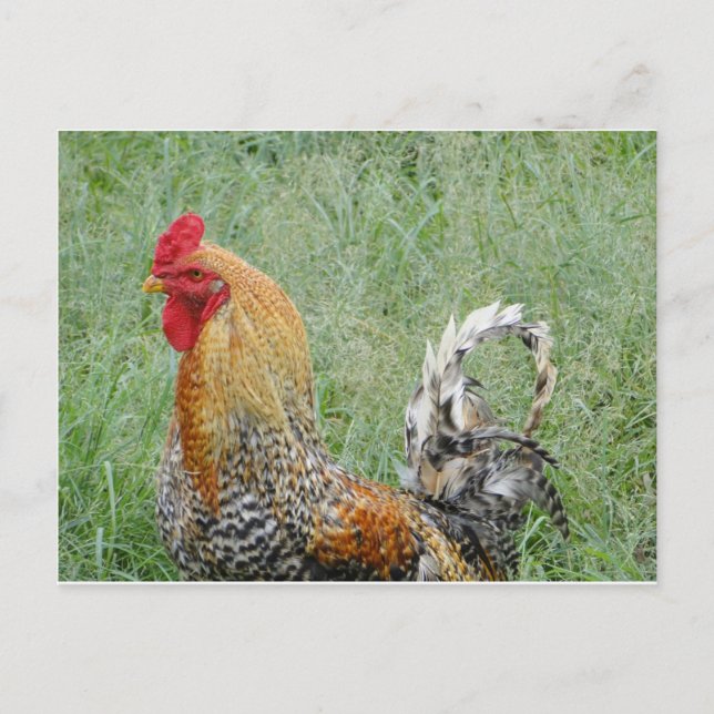 Roosters Postcard (Front)