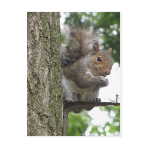 Roosting Squirrel Postcard