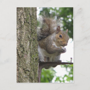 Roosting Squirrel Postcard