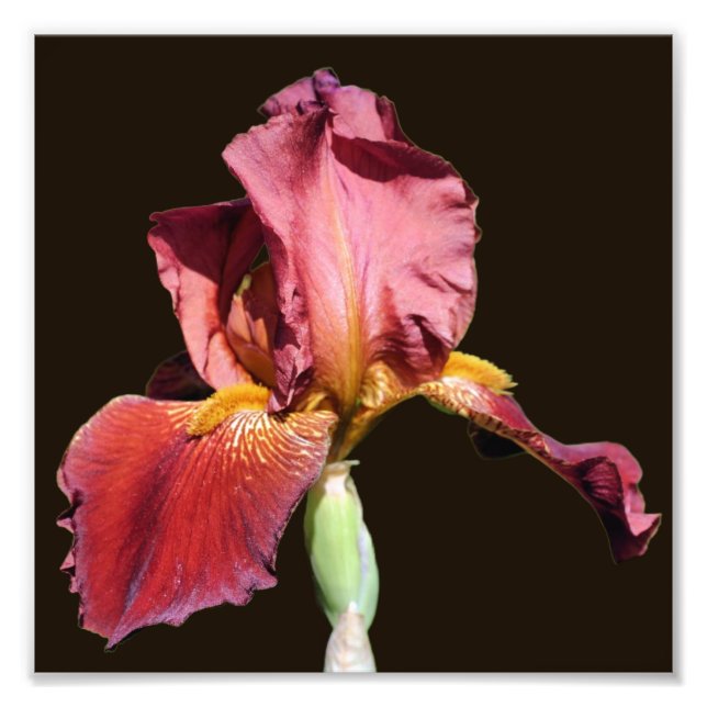 Root Beer Bearded Iris Flower 8x8  Photo Print (Front)