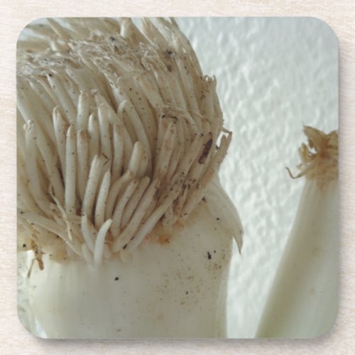 Root of Leek Vegetables Healthy Raw White Food Coaster