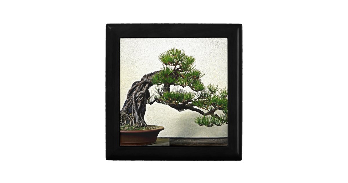 Root Over Rock Pine Bonsai Tree Jewelry Box Zazzle Com