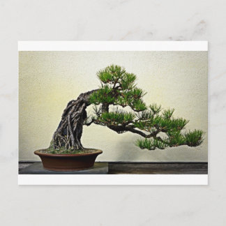 Root Over Rock Pine Bonsai Tree Postcard