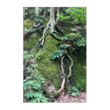 "Roots" Acrylic Print