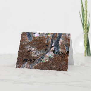 "Roots" Gnarled Trees, Pine Needles, Forest Floor Card