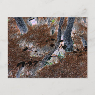 "Roots" Gnarled Trees, Pine Needles, Forest Floor Postcard