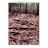 Roots on the Mountain Cards (Front)