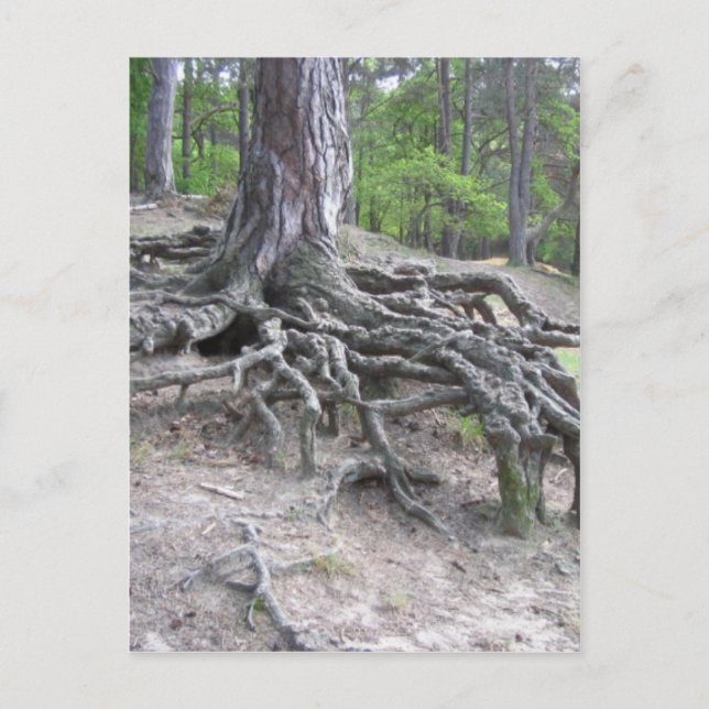 Roots Postcard (Front)