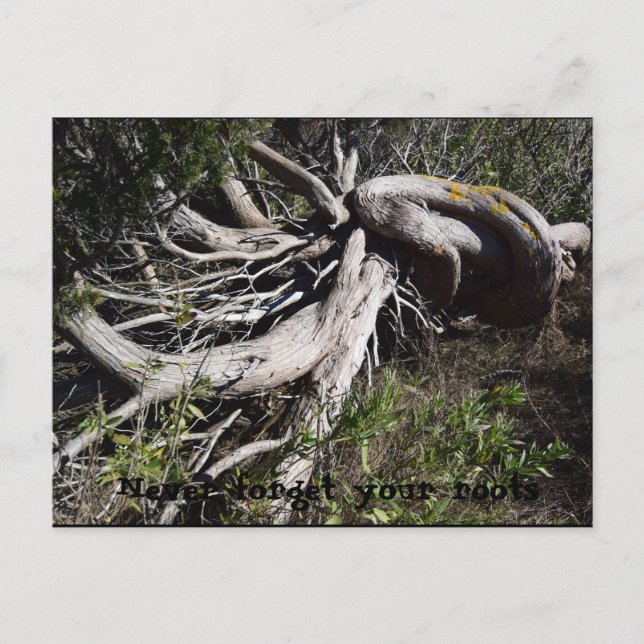 Roots Postcard (Front)