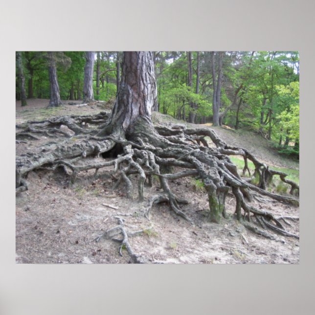 Roots Poster (Front)