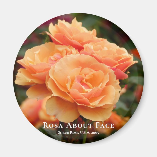 Rosa About Face Magnet (Front)