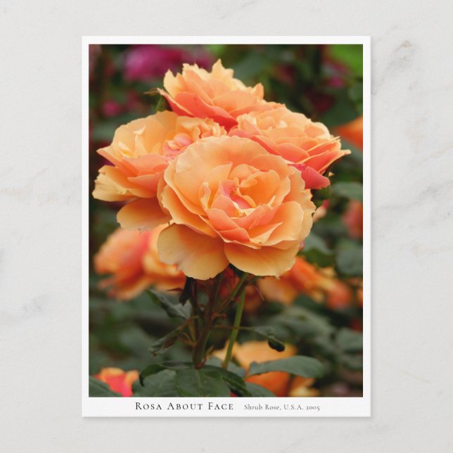 Rosa About Face Postcard (Front)